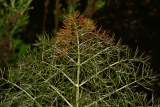 Foeniculum vulgare 'Purpureum' RCP04-06 (102).jpg